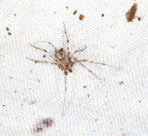 Ero tuberculata